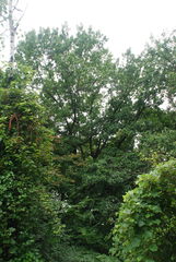 Quercus × runcinata