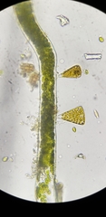 Licmophora