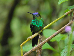 Heliodoxa leadbeateri