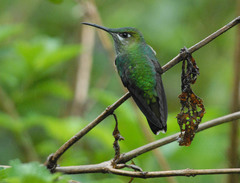 Heliodoxa leadbeateri