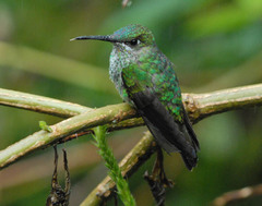 Heliodoxa leadbeateri