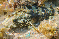 Epinephelus coioides