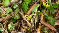 Solidago virgaurea asiatica