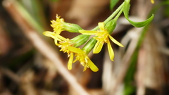 Solidago virgaurea asiatica