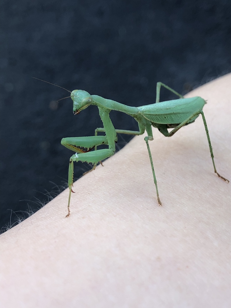 South African Mantis (Mantises of North America) · iNaturalist