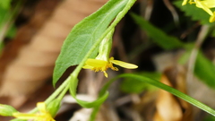 Solidago virgaurea asiatica
