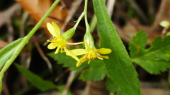 Solidago virgaurea asiatica