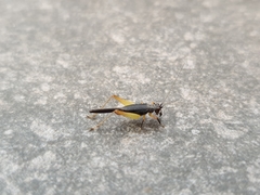 Trigonidium humbertianum