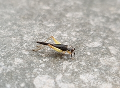 Trigonidium humbertianum