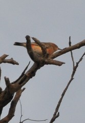 Epthianura tricolor