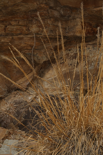 Parish's needlegrass (Eriocoma parishii)