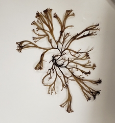 Gracilaria