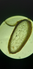 Gracilaria