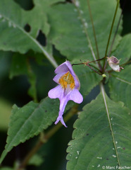 Impatiens bicornuta