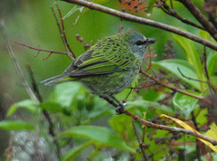 Ixothraupis punctata