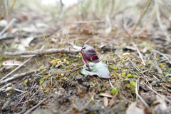 Corybas unguiculatus