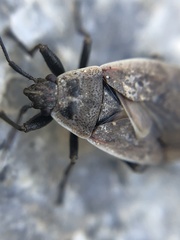 Pyrrhocoris sibiricus