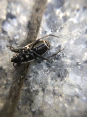 Pyrrhocoris sibiricus