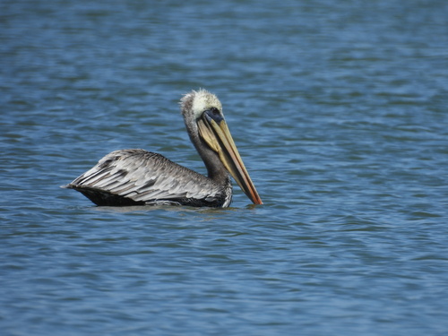iNaturalist observation photo of Brown Pelican
