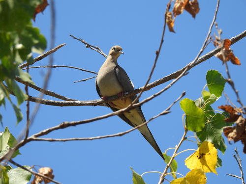 iNaturalist observation photo of Mourning Dove