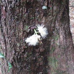 Syzygium cormiflorum