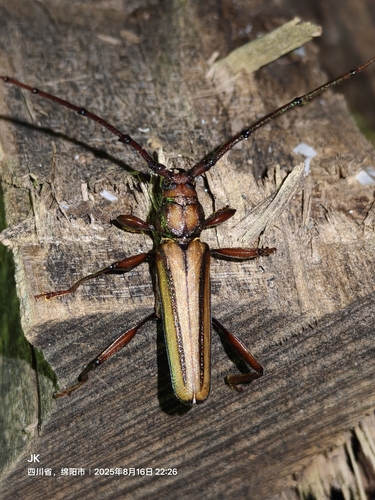 Lebbek Borer
