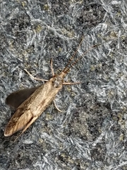 Conoesucidae