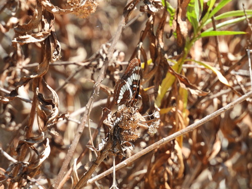 iNaturalist observation photo of Lorquin's Admiral