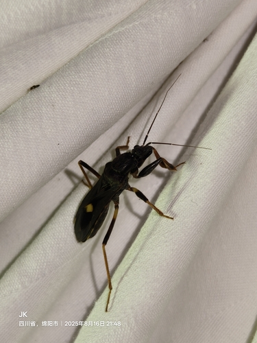 Ectomocoris atrox