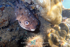 Tragulichthys jaculiferus