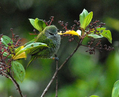 Ixothraupis punctata