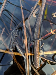 Hylonomoipos brookensis