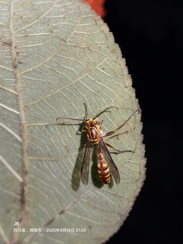 Parapolybia varia