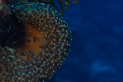 Polyandrocarpa polypora