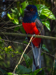 Trogon surrucura