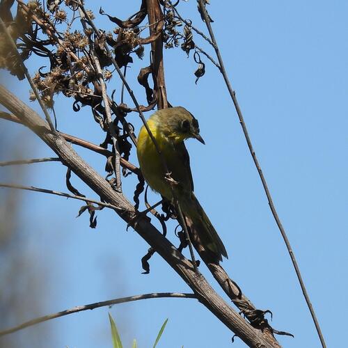 iNaturalist observation photo of Common Yellowthroat