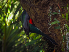 Trogon surrucura