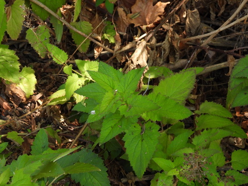 iNaturalist observation photo of California beeplant