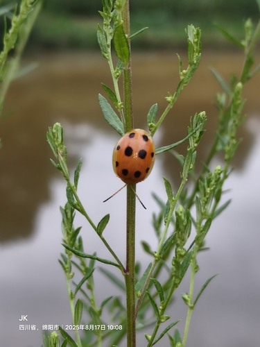 Oides decempunctata