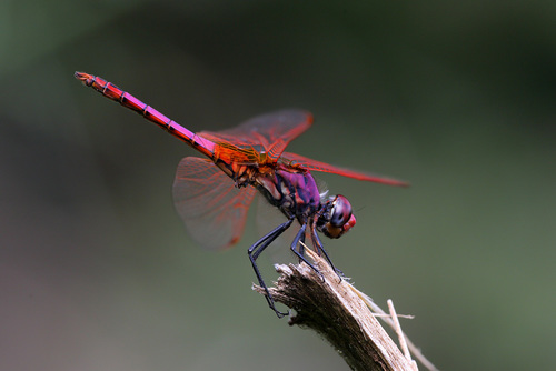 Violet Dropwing