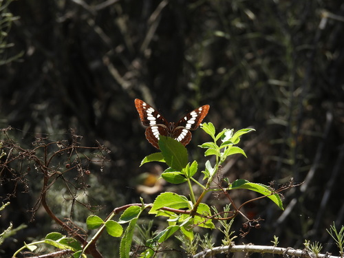 iNaturalist observation photo of Lorquin's Admiral