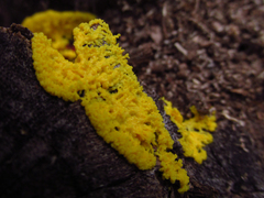 Myxomycetes