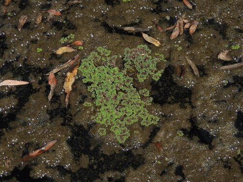 iNaturalist observation photo of water fern
