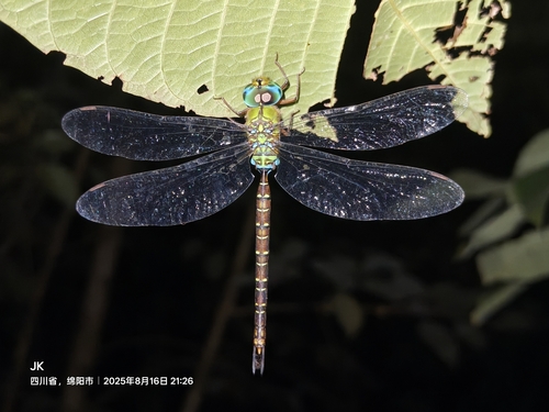 Blue-spotted Dusk-hawker
