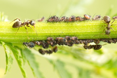 Metopeurum fuscoviride