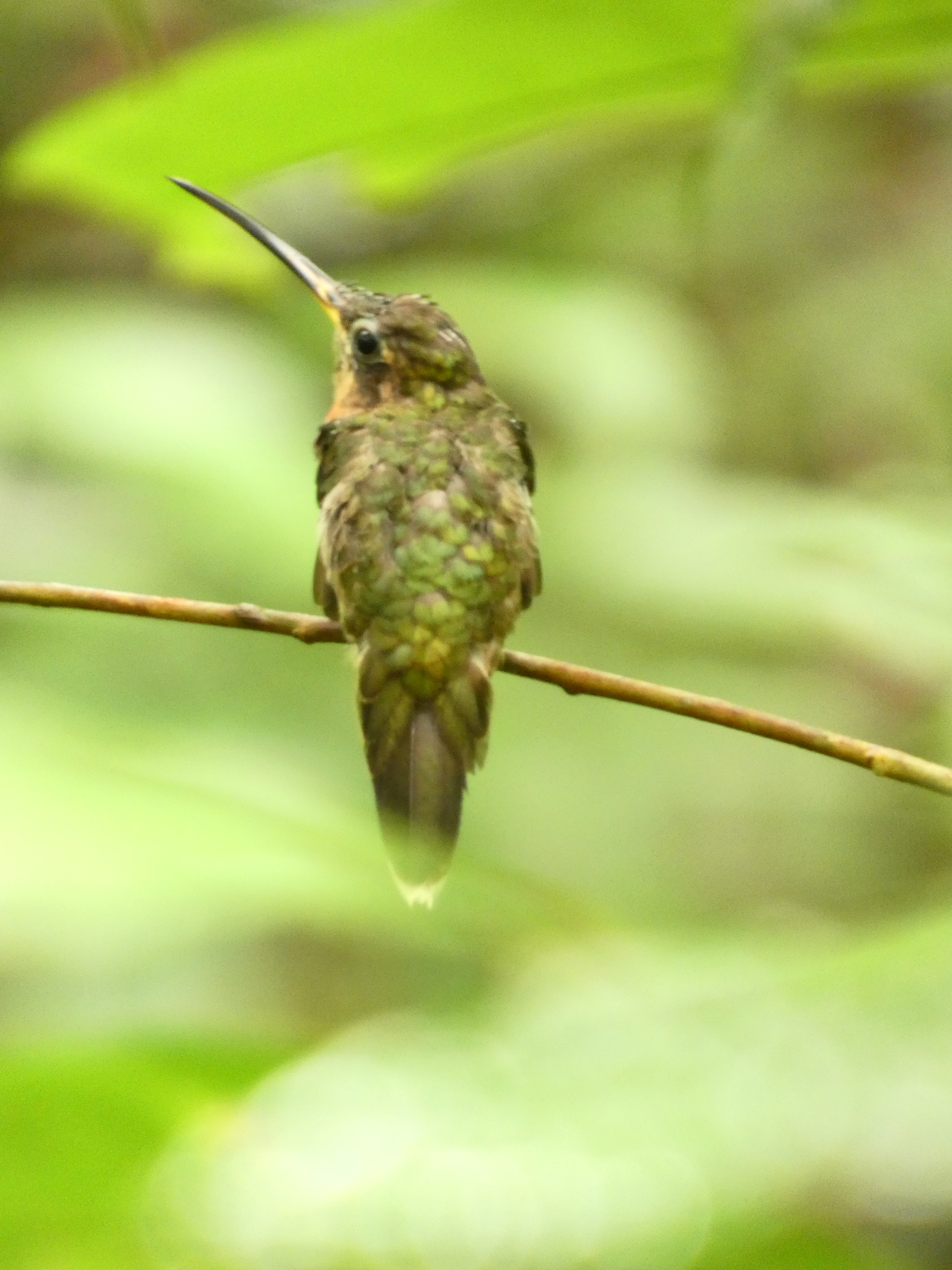 Band-tailed Barbthroat (Threnetes ruckeri), photo 8