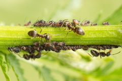 Metopeurum fuscoviride