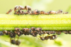 Metopeurum fuscoviride