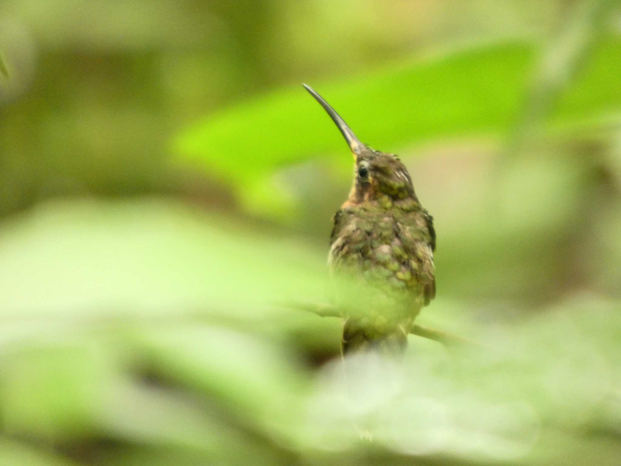 Band-tailed Barbthroat (Threnetes ruckeri), photo 9
