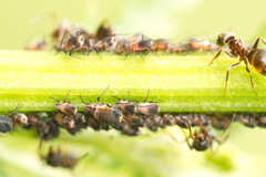 Metopeurum fuscoviride